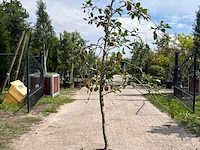 5x appelboom, malus 'redlove', e.a., fruitgaardboom, vruchtdragend, ca. 2.5-3.5 m hoog - afbeelding 7 van  8