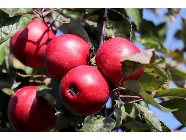 5x appelboom, malus 'redlove', e.a., fruitgaardboom, vruchtdragend, ca. 2.5-3.5 m hoog - afbeelding 8 van  8
