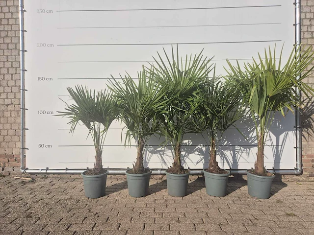 5x chinese waaierpalm - trachycarpus fortunei - hoogte ca. 140 cm - afbeelding 1 van  4