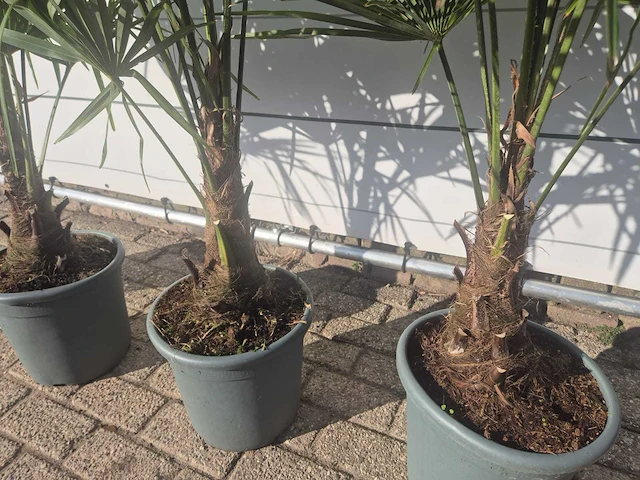 5x chinese waaierpalm - trachycarpus fortunei - hoogte ca. 140 cm - afbeelding 2 van  4