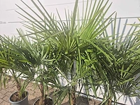 5x chinese waaierpalm - trachycarpus fortunei - hoogte ca. 140 cm - afbeelding 3 van  4