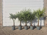 5x chinese waaierpalm - trachycarpus fortunei - hoogte ca. 140 cm - afbeelding 4 van  4