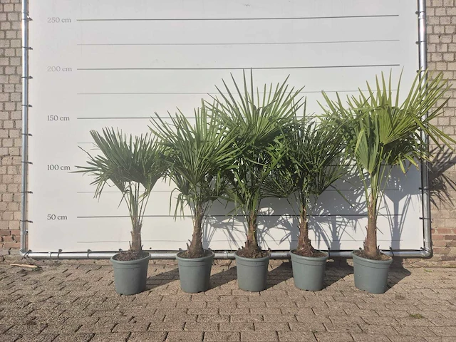 5x chinese waaierpalm - trachycarpus fortunei - hoogte ca. 140 cm - afbeelding 4 van  4