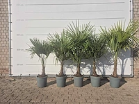 5x chinese waaierpalm - trachycarpus fortunei - hoogte ca. 140 cm
