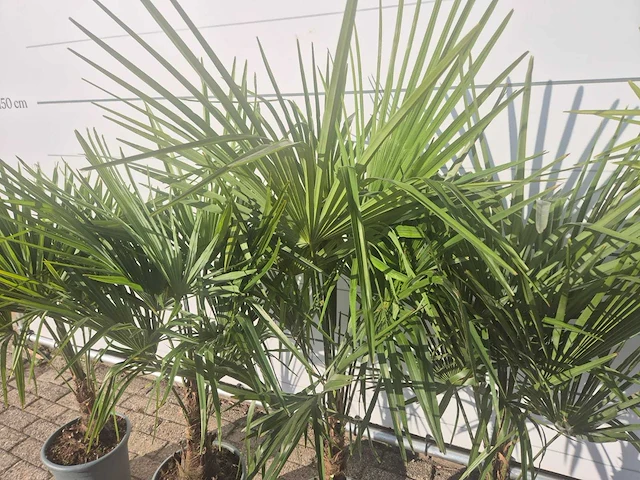 5x chinese waaierpalm - trachycarpus fortunei - hoogte ca. 140 cm - afbeelding 3 van  4