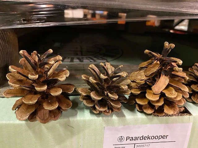 5x dennenappels, zak a 10 kilo - afbeelding 3 van  5