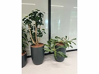 5x diverse plant met pot - afbeelding 2 van  4