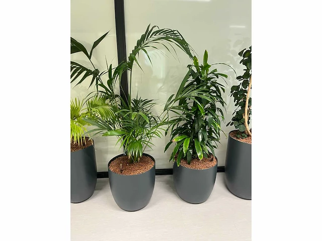 5x diverse plant met pot - afbeelding 3 van  4