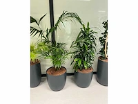 5x diverse plant met pot - afbeelding 3 van  4