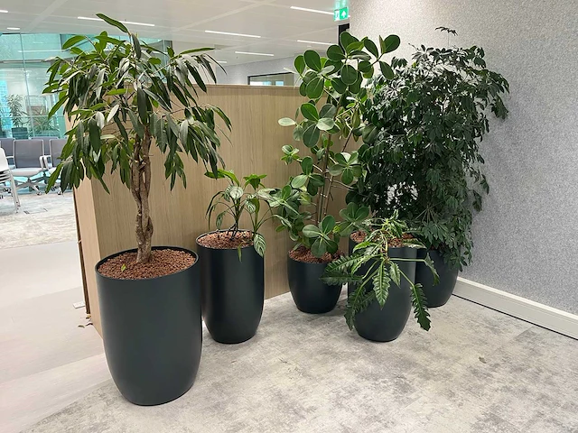 5x diverse plant met pot - afbeelding 1 van  8