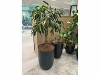 5x diverse plant met pot - afbeelding 3 van  8