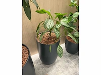 5x diverse plant met pot - afbeelding 4 van  8