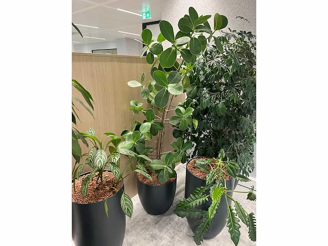 5x diverse plant met pot - afbeelding 5 van  8