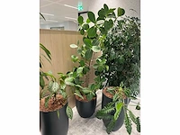 5x diverse plant met pot - afbeelding 5 van  8
