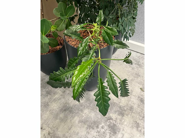 5x diverse plant met pot - afbeelding 6 van  8