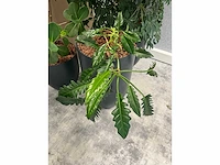 5x diverse plant met pot - afbeelding 6 van  8