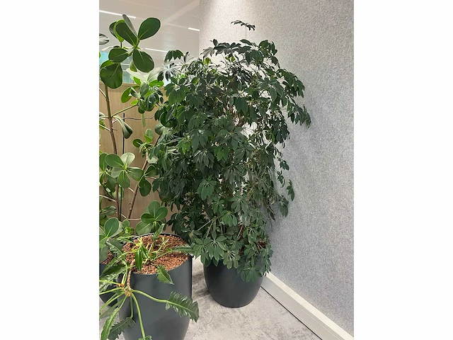 5x diverse plant met pot - afbeelding 7 van  8