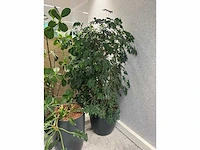 5x diverse plant met pot - afbeelding 7 van  8