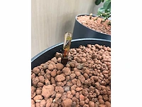 5x diverse plant met pot - afbeelding 8 van  8