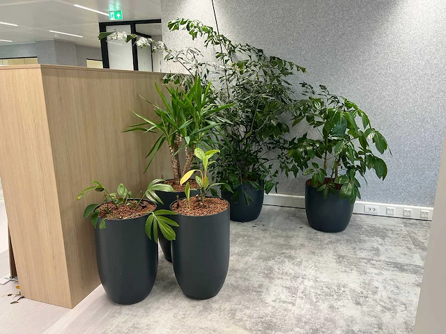 5x diverse plant met pot - afbeelding 1 van  8