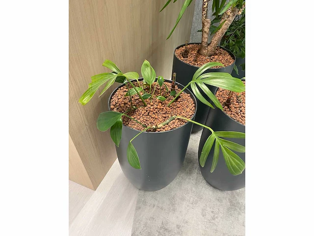 5x diverse plant met pot - afbeelding 2 van  8