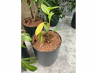 5x diverse plant met pot - afbeelding 3 van  8