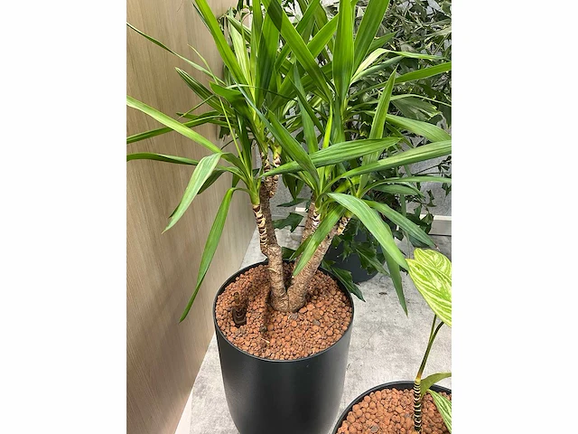 5x diverse plant met pot - afbeelding 4 van  8