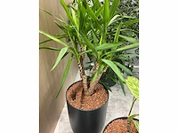 5x diverse plant met pot - afbeelding 4 van  8