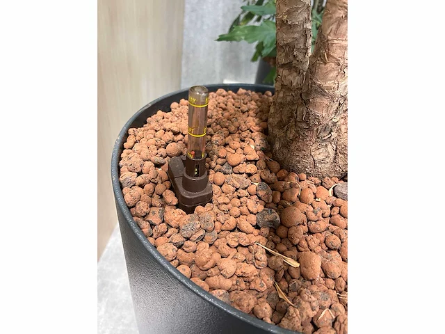 5x diverse plant met pot - afbeelding 5 van  8