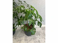 5x diverse plant met pot - afbeelding 6 van  8