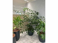 5x diverse plant met pot - afbeelding 7 van  8