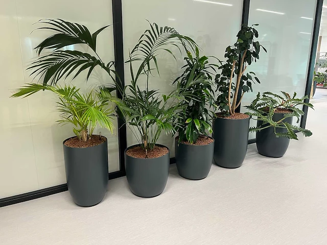 5x diverse plant met pot - afbeelding 1 van  4