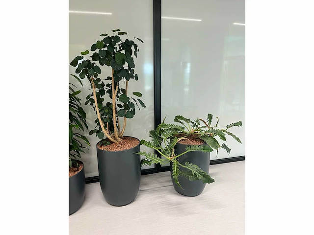 5x diverse plant met pot - afbeelding 2 van  4