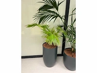 5x diverse plant met pot - afbeelding 4 van  4