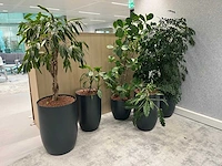 5x diverse plant met pot