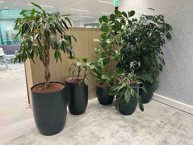 5x diverse plant met pot - afbeelding 2 van  5
