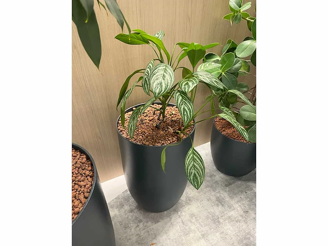 5x diverse plant met pot - afbeelding 4 van  5