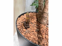 5x diverse plant met pot - afbeelding 5 van  8