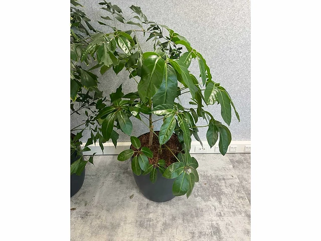 5x diverse plant met pot - afbeelding 6 van  8