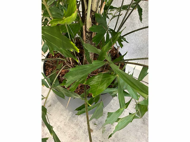 5x diverse plant met pot - afbeelding 8 van  8