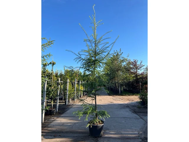 5x hybride lork, larix marschlinsii, geveerd, blauwgroen, ca. 3 m hoog - afbeelding 1 van  3