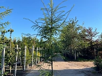 5x hybride lork, larix marschlinsii, geveerd, blauwgroen, ca. 3 m hoog