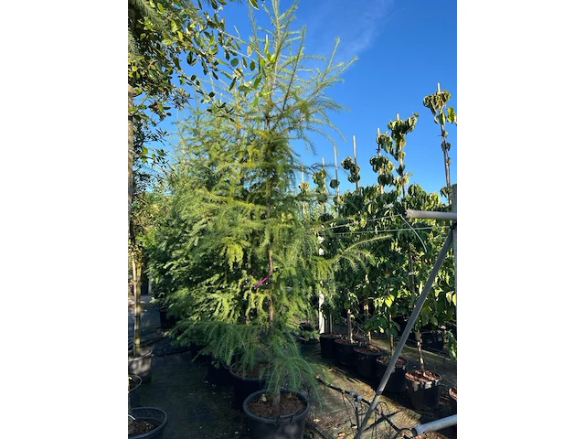 5x hybride lork, larix marschlinsii, geveerd, blauwgroen, ca. 3 m hoog - afbeelding 2 van  3