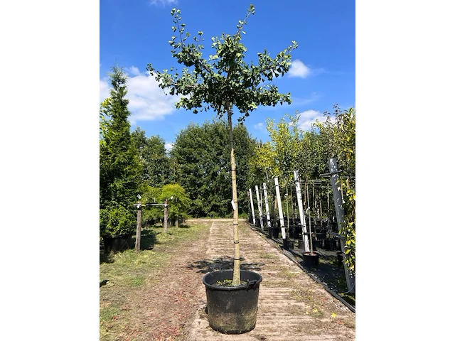 5x japanse notenboom, ginkgo biloba, dakboom, gele herfstkleur, ca. 220 cm stamhoogte - afbeelding 1 van  5