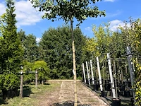 5x japanse notenboom, ginkgo biloba, dakboom, gele herfstkleur, ca. 220 cm stamhoogte