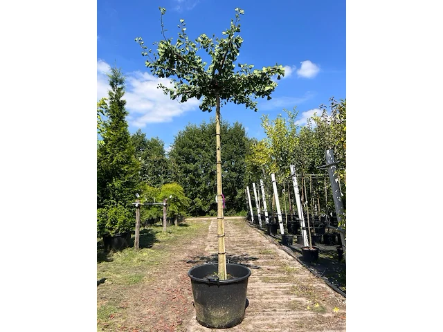 5x japanse notenboom, ginkgo biloba, dakboom, gele herfstkleur, ca. 220 cm stamhoogte - afbeelding 2 van  5