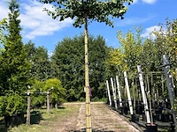 5x japanse notenboom, ginkgo biloba, dakboom, gele herfstkleur, ca. 220 cm stamhoogte - afbeelding 2 van  5