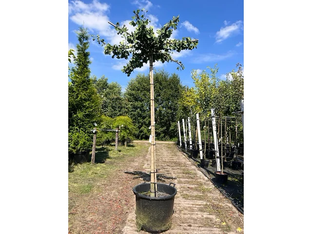 5x japanse notenboom, ginkgo biloba, dakboom, gele herfstkleur, ca. 220 cm stamhoogte - afbeelding 3 van  5