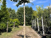 5x japanse notenboom, ginkgo biloba, dakboom, gele herfstkleur, ca. 220 cm stamhoogte - afbeelding 3 van  5