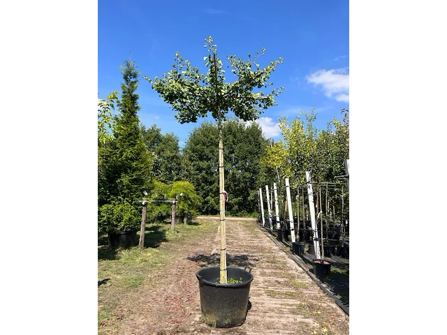 5x japanse notenboom, ginkgo biloba, dakboom, gele herfstkleur, ca. 220 cm stamhoogte - afbeelding 4 van  5